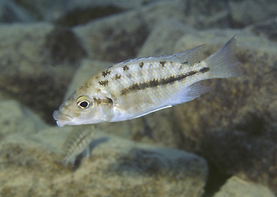 Protomelas ornatus 'Lupingu'